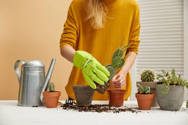 Vista ritagliata del giardiniere piantare cactus in vaso da fiori — Foto stock