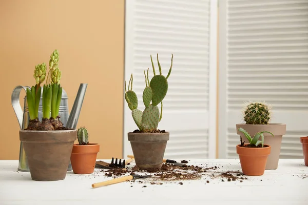 Cacti, aloe and hyacinth in clay flowerpots on white table — Stock Photo