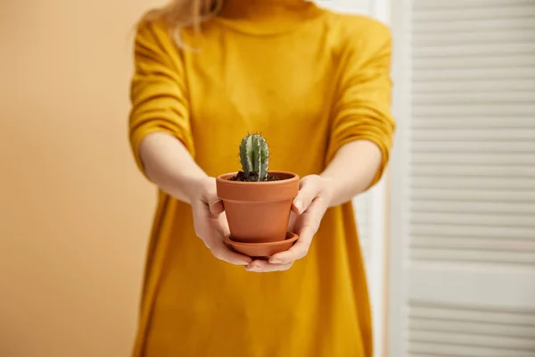 Partial view of woman in yellow sweater holding cactus — Stock Photo