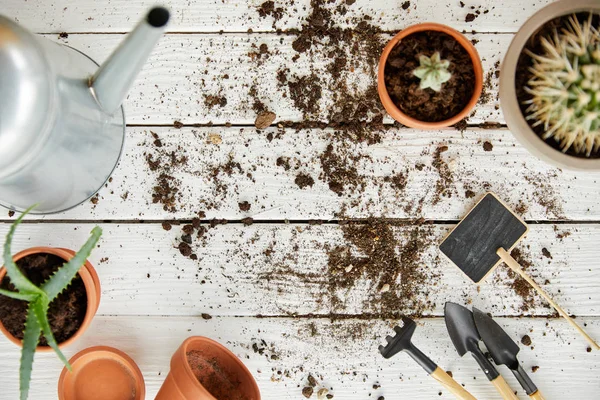 Vista superior de cactus, aloe, regadera, herramientas y macetas en mesa de madera blanca - foto de stock