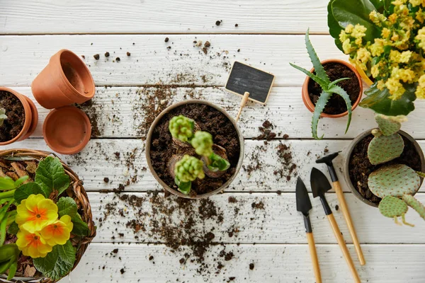 Draufsicht auf Hyazinthe, Aloe und Kaktus auf weißem Tisch — Stockfoto