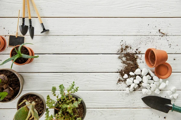 Vue du dessus de l'aloès, cactus sur table blanche avec outils et pierres — Photo de stock