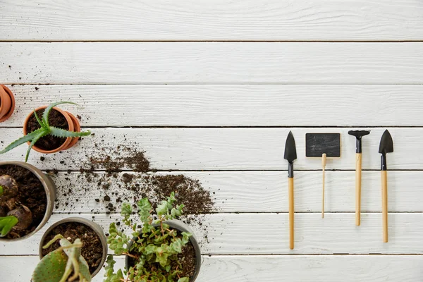 Ansicht von Aloe, Kaktus und Palmen auf weißem Holztisch mit Werkzeug — Stockfoto