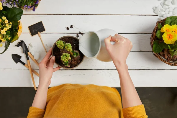 Cropped view of woman in yellow sweater watering hyacinth with jug — Stock Photo