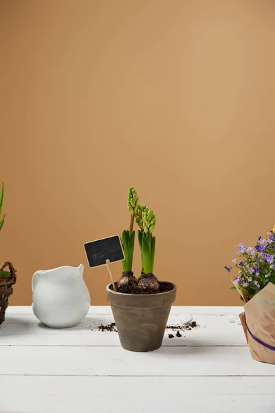 Hyacinth in clay flowerpot with white jug on table with copy space — Stock Photo