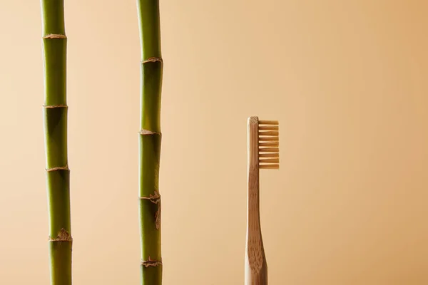 Cepillo de dientes de bambú y tallos de bambú verde sobre fondo beige - foto de stock