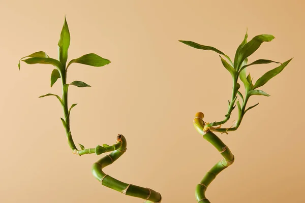 Green bamboo stems with leaves on beige background — Stock Photo