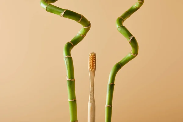 Bamboo toothbrush and green bamboo stems on beige background — Stock Photo