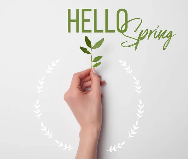 Top view of female hand with tea plant branch and hello spring lettering on white background — Stock Photo