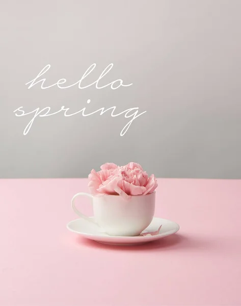 Fiori garofano rosa in tazza bianca su piattino su sfondo grigio con scritte ciao primavera — Foto stock