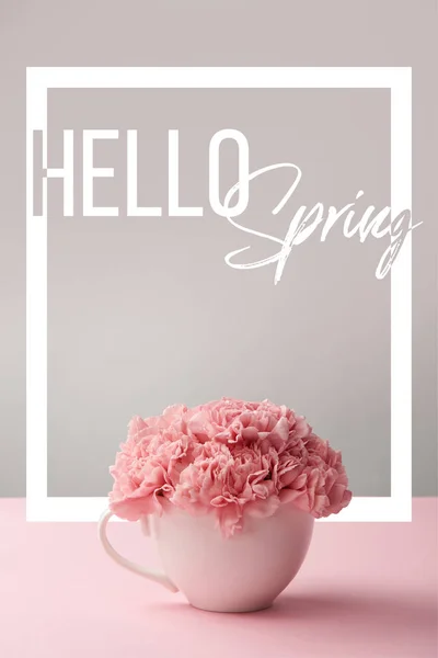 Pink carnation flowers in white cup on grey background with hello spring lettering — Stock Photo