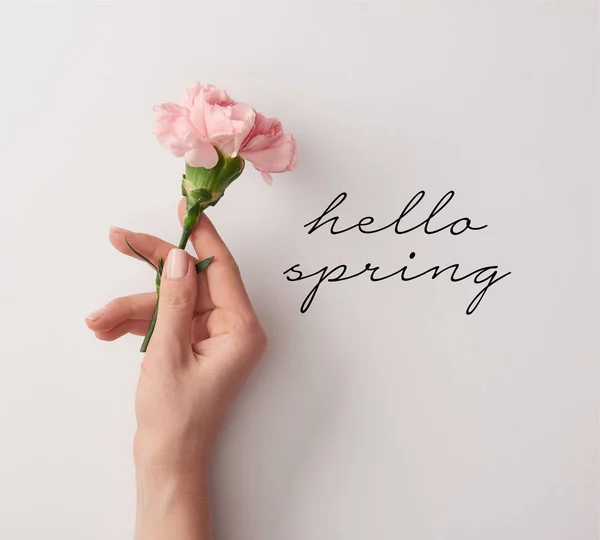 Partial view of woman holding pink carnation on grey background with hello spring lettering — Stock Photo