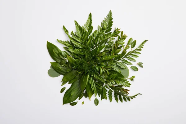 Composition of fresh green fern leaves isolated on grey background — Stock Photo