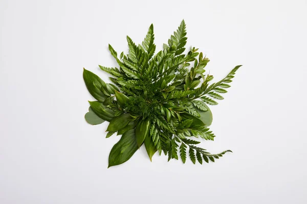 Composition of fresh green fern leaves isolated on grey background — Stock Photo