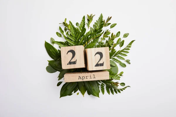 Composition of fresh green fern leaves and wooden blocks calendar isolated on grey background, earth day concept — Stock Photo