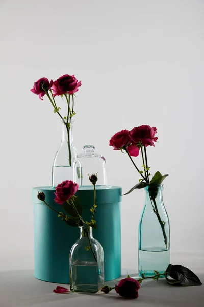 Pink roses in transparent bottles with turquoise gift box isolated on grey with shadow — Stock Photo