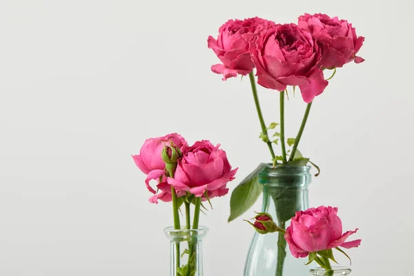 Roses roses fraîches en bouteilles transparentes isolées sur blanc avec espace de copie — Photo de stock