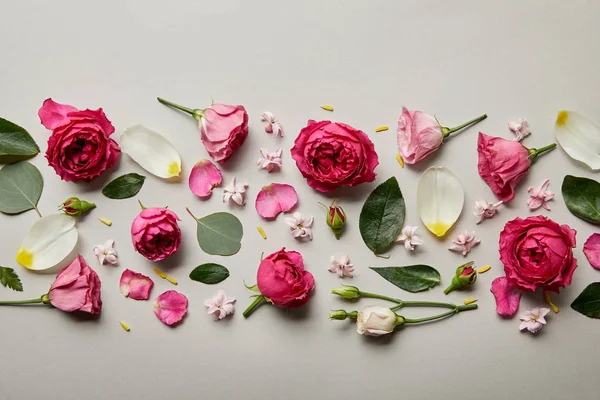 Draufsicht auf rosa Rosen, Blätter, Knospen und Blütenblätter isoliert auf grau — Stockfoto