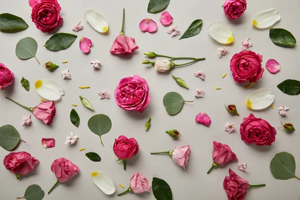 Blumenhintergrund aus rosa Rosen, Knospen, Blättern und Blütenblättern isoliert auf grau — Stockfoto