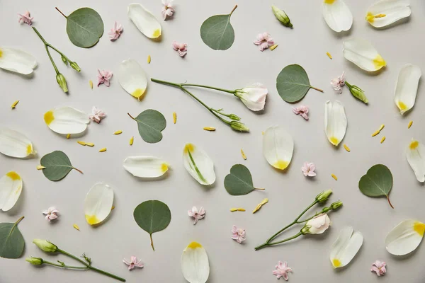 Vista dall'alto di petali, foglie e boccioli di tulipano isolati su grigio — Foto stock