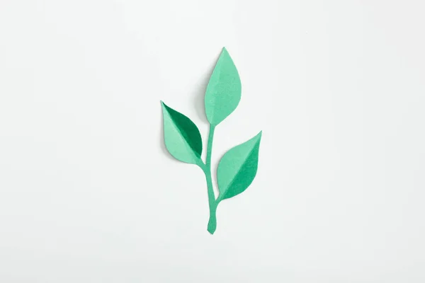 Верхний вид бумажного растения с листьями на сером фоне — стоковое фото