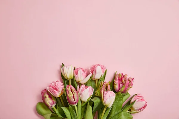 Draufsicht auf schöne rosa Tulpen mit grünen Blättern auf rosa Hintergrund — Stockfoto