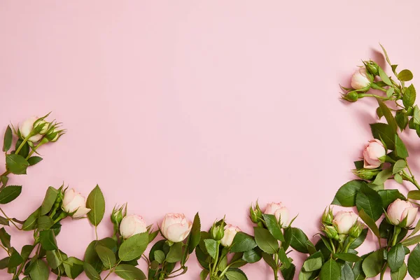 Vue de dessus de belles roses blanches avec des feuilles vertes disposées sur fond rose — Photo de stock