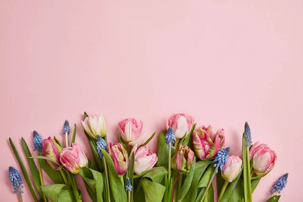 Vista superior de tulipanes rosados frescos y jacintos de uva dispuestos sobre fondo rosa - foto de stock