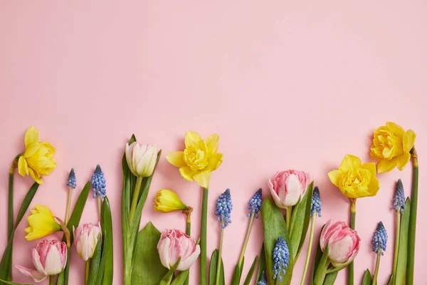 Vista superior de tulipanes rosados frescos, jacintos azules y flores narcisas amarillas sobre fondo rosa - foto de stock