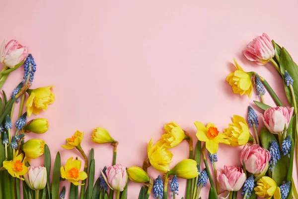Vista superior de tulipanes rosados frescos, jacintos azules y narcisos amarillos sobre fondo rosado - foto de stock