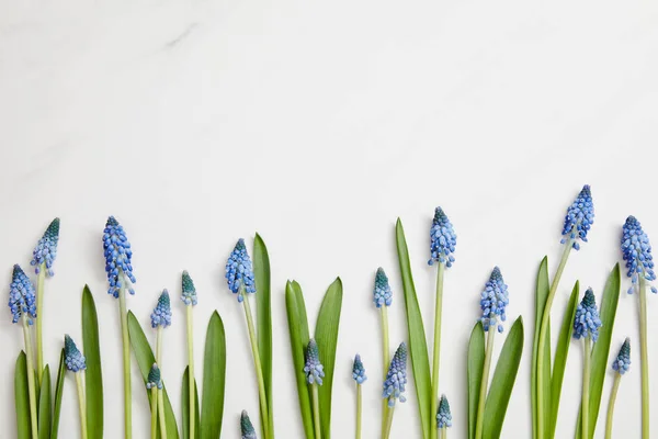 Top view of beautiful hyacinths arranged horizontally on white background — Stock Photo