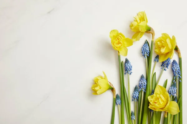 Vista dall'alto di bellissimi narcisi gialli e giacinti blu su sfondo bianco — Foto stock