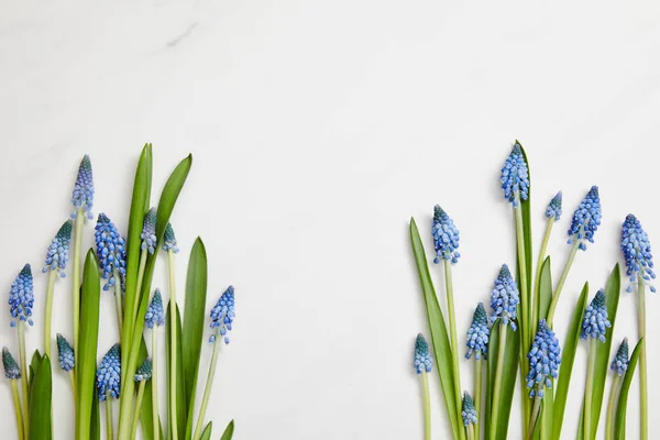 Vista superior de hermosos jacintos azules dispuestos sobre fondo blanco con espacio de copia - foto de stock