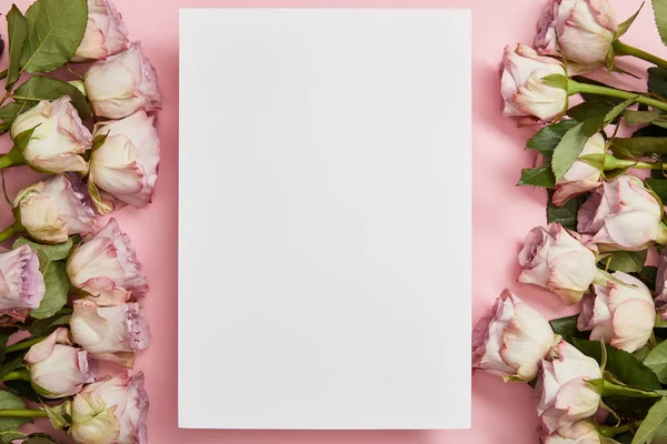 Top view of beautiful pink roses with green leaves arranged on sides of empty blank on pink background — Stock Photo