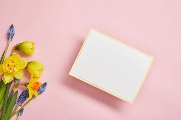 Vista superior do cartão branco vazio, jacintos azuis e narcisos amarelos sobre fundo rosa — Fotografia de Stock