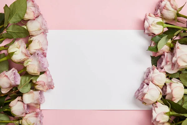 Von oben Ansicht der schönen rosa Rosen auf den Seiten des weißen leeren Rohlings auf rosa Hintergrund angeordnet — Stockfoto