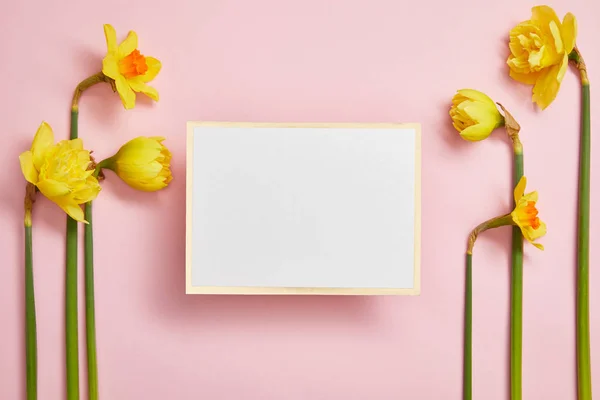 Draufsicht auf schöne gelbe Narzissen und weiße leere Karte auf rosa Hintergrund — Stockfoto