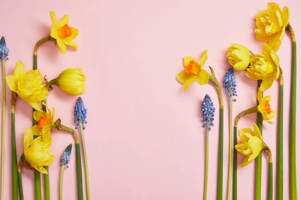 Draufsicht auf schöne blaue Hyazinthen und gelbe Narzissen auf rosa Hintergrund mit Kopierraum — Stockfoto