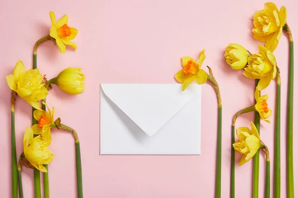 Top view of beautiful yellow daffodils arranged on sides of white postal envelope on pink — Stock Photo