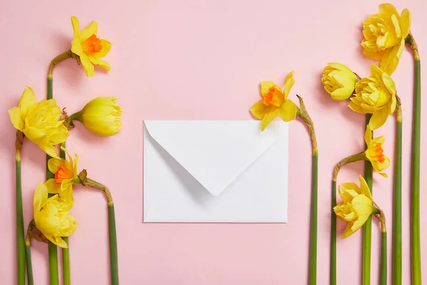 Vue de dessus de belles jonquilles jaunes disposées sur les côtés de l'enveloppe postale blanche sur rose — Photo de stock