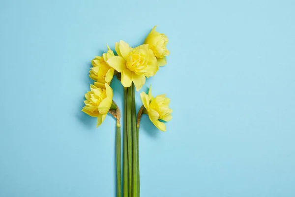 Top view of beautiful bouquet of yellow narcissus flowers on blue — Stock Photo