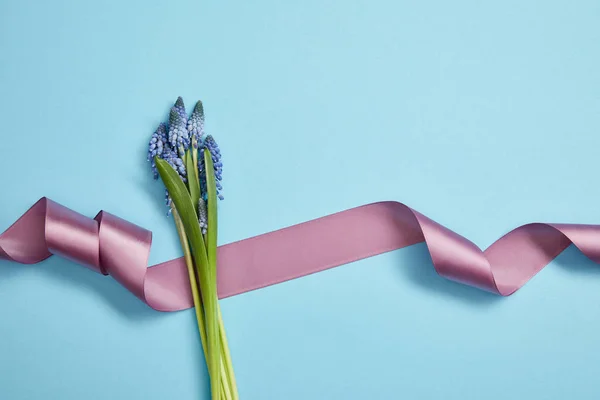 Top view of beautiful blue hyacinths and violet satin ribbon on blue — Stock Photo