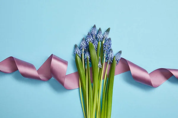 Vista superior de belos jacintos azuis e fita de cetim violeta em azul — Fotografia de Stock