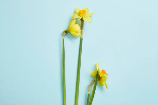 Top view of beautiful yellow narcissus flowers on blue — Stock Photo