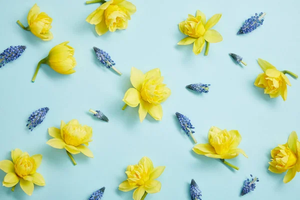 Top view of yellow narcissus and blue hyacinths flowers on blue background — Stock Photo