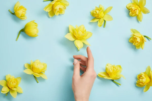 Von oben mit weiblicher Hand und gelben Narzissenblüten auf blauem Hintergrund — Stockfoto