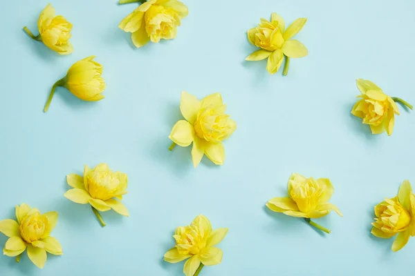 Vue de dessus des fleurs narcisses jaunes sur fond bleu — Photo de stock