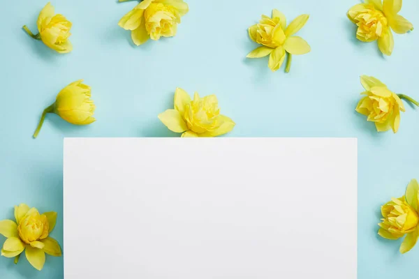 Top view of yellow narcissus flowers and white empty blank on blue background — Stock Photo