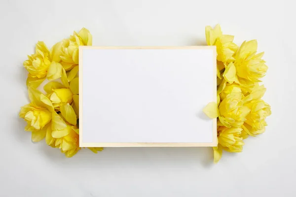 Vista superior de la tarjeta vacía blanca con flores narcisas amarillas sobre fondo blanco - foto de stock