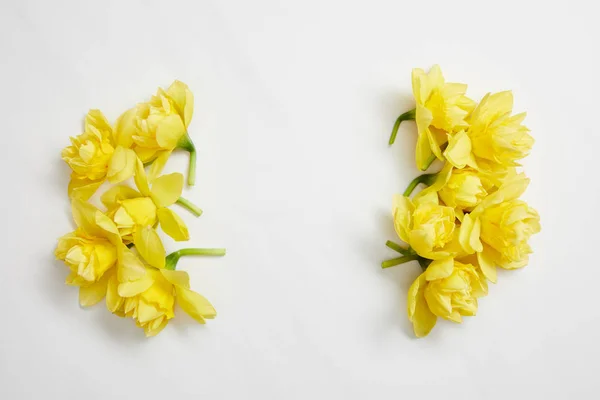 Vista superior de flores narcisas amarillas sobre fondo blanco - foto de stock